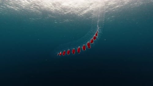 Sea Creature Floats Underwater During Sunny Day