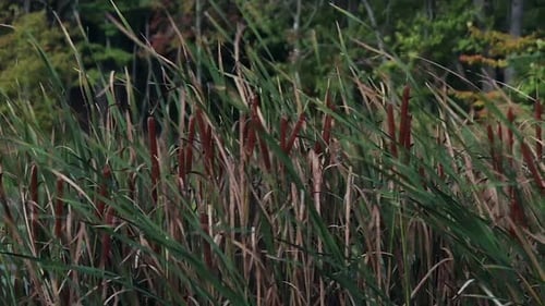 Dense reed marsh with tall cattails surrounded by vibrant autumn foliage moving in wind
