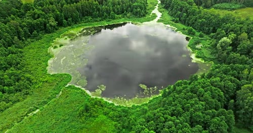 Lac et marécages verdoyants avec des algues en été.