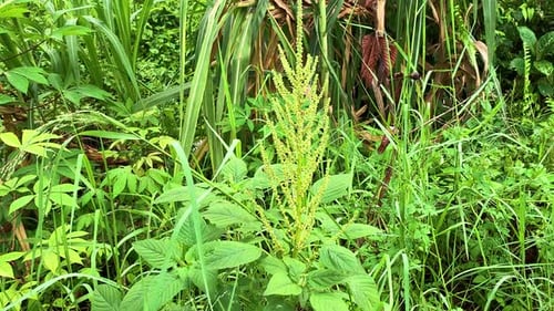 green bushes tropical forest plants.