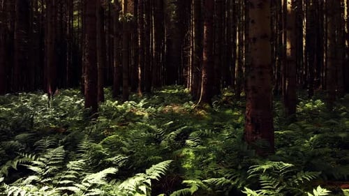 Drone flying forward through sunny pine forest above the ferns