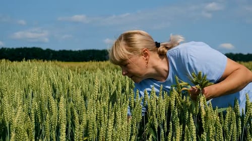 a Farmer Walks Through a Wheat Field Selective Focus