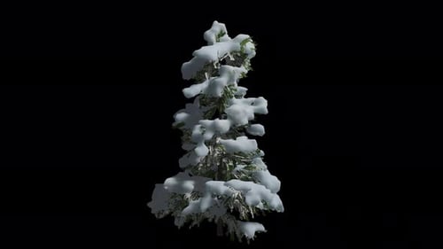 Animated Cedrus Tree Wind With Transparent Background. Alpha Channel In 4k