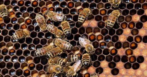 Honey Bees working on honeycomb close-up shot. Bees are best known to humans for their ecological