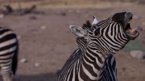 zebra barking closeup slomo lips flapping