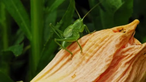 Back View Of A Common Grasshopper On Dry Flower Petals In The Wilderness. close up