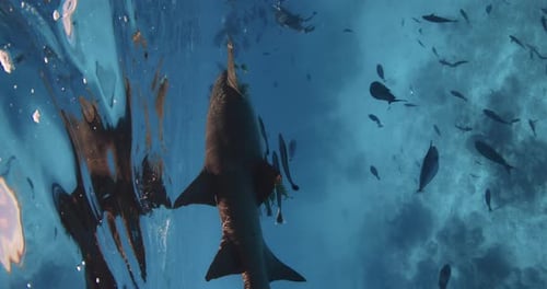Nurse Sharks with Fish in Tropical Sea School of Fish and Sharks in Blue Ocean