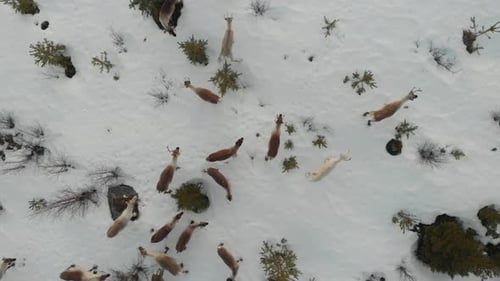 Reindeer Herd Roaming in Snow-Covered Wilderness