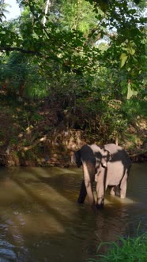 Beautiful Playful Elephant Bathing in the River Action Tropical Green Forest and Dirty Brown River