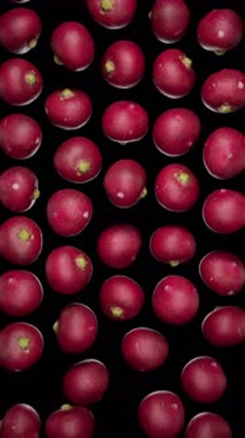 Vertical Falling Radishes on Alpha