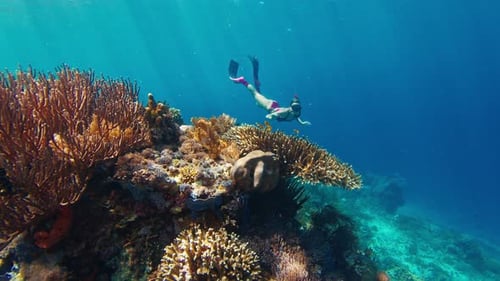 Woman Freediver Swims Underwater and Explores the Vivid Coral Reef in the Komodo National Park in