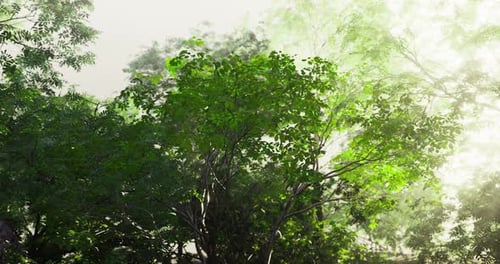 Green Foliage Visible Under Soft Morning Light in a Peaceful Forest Area