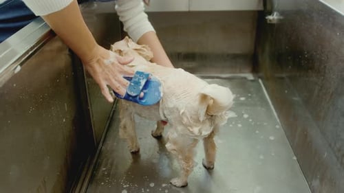 Dog Gets a Bath