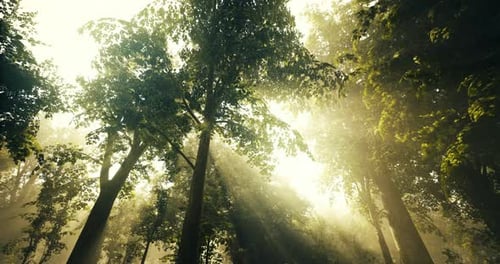 Sunlight Filtering Through Tall Trees in a Serene Forest Setting