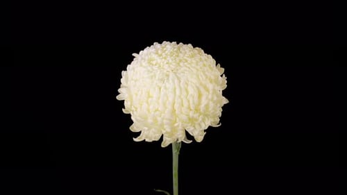 Close Up of White Chrysanthemum Flower Bloom