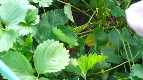 Ripe Garden Strawberries Harvest