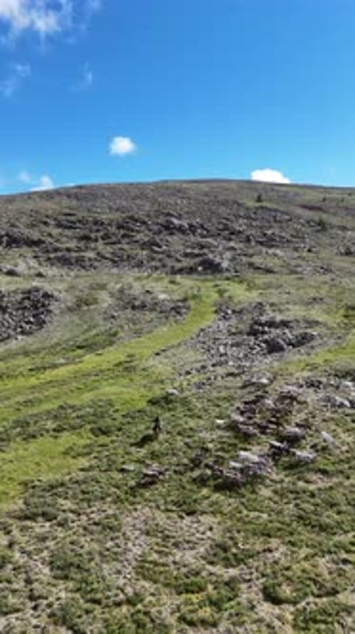 Élevage de moutons dans les montagnes mongoles