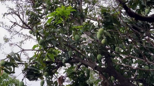 A mango tree laden with mango