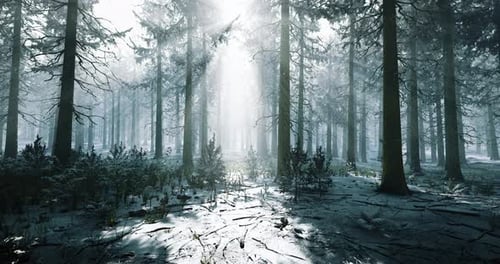 Beautiful Misty Forest with Sunlight Illuminating the Snowy Ground