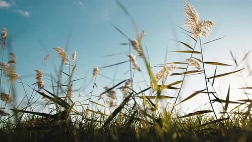Grass Blowing in Wind on a Sunny Day
