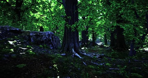 Sunlight Filters Through a Tranquil Lush Green Forest Canopy