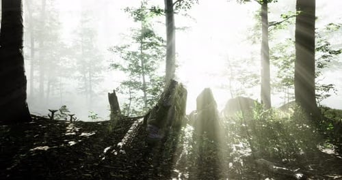 Sunlight Streaming Through Misty Forest Enhancing Natural Beauty
