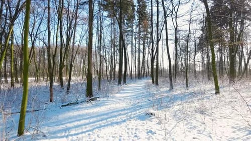 Slowly drone shot in winter park. Narrow path between trees covered with snow.