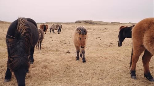Icelandic Horses Grazing in Rural Field