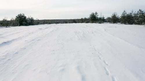 Aerial View of a Winter Snowcovered Pine Forest