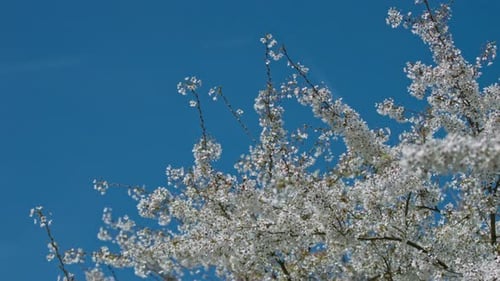 White Blossoms Blooming Against Clear Blue Sky