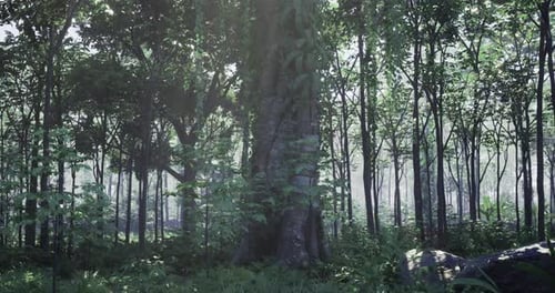 Dense Forest with Large Trees and Lush Greenery Under Soft Light