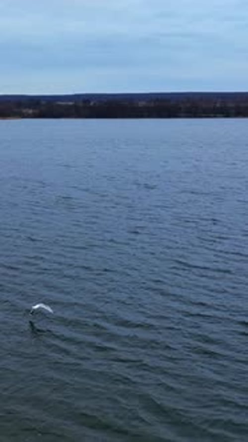 Zwei wunderschöne Flussmöwen steigen von der Flussoberfläche in die Luft. Einer der Vögel fliegt schnell zur Seite.
