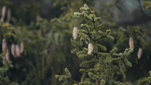 A close-up shot of the young pine trees. Pine cones hang on the branches. Slow-motion, pan right, bl