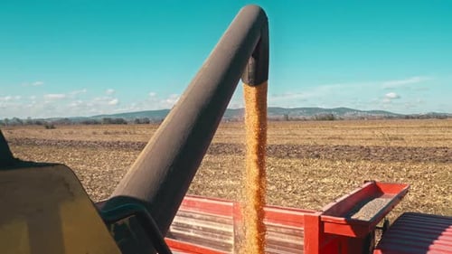 Corn Harvest
