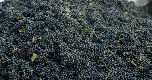 Making Wine At Winery Grape Sheller at the Work with Red Grapes