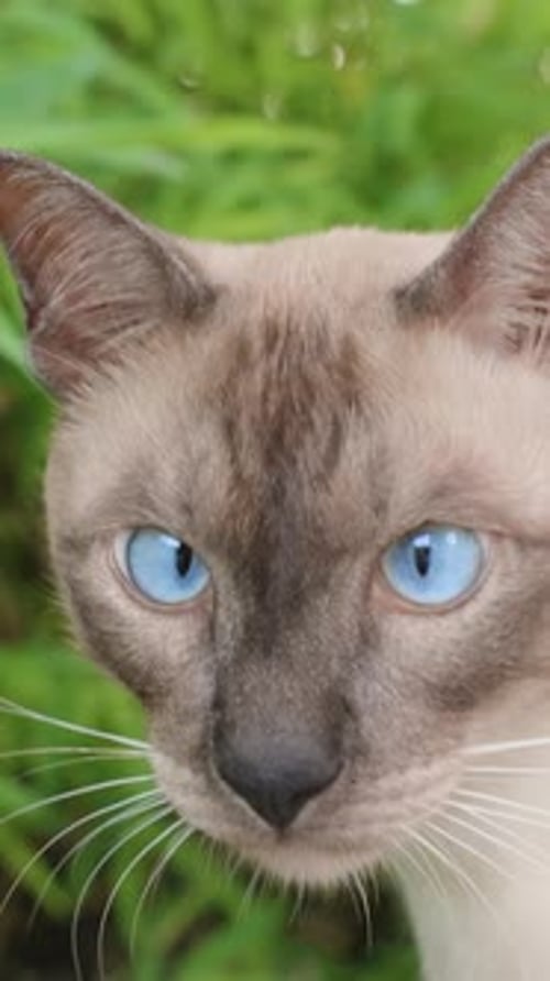 Vertical video. Cross-Eyed Blue-Eyed Siamese Cat Observing Bamboo Plant with Alert Expression in