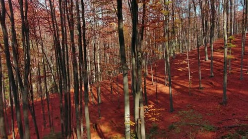 Bright Autumn Forest in Sunny Day