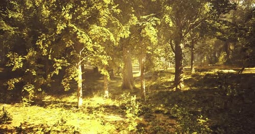 Sunlight Filters Through Trees in a Peaceful Forest During Golden Hour