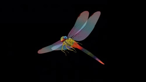 Rainbow Dragonfly - Flying Loop - Aerial Low Angle Close Up View - Alpha Channel