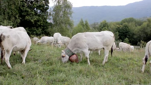 Serene White Cows Grazing Peacefully in Lush Green Mountain Pastures