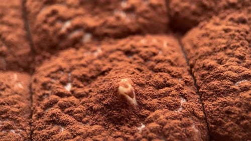 Rotation Macro Tiramisu Dessert Background