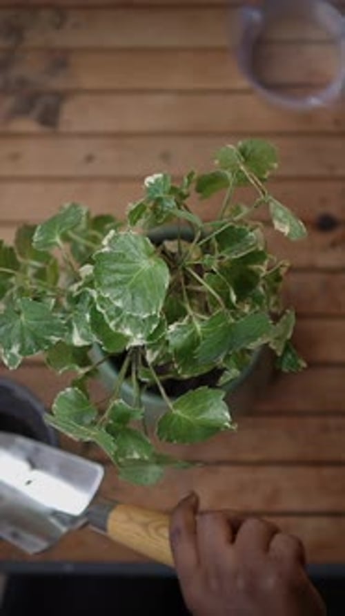 Entretien des plantes d'intérieur Un gros plan de belles feuilles de lierre nichées dans un élégant pot décoratif