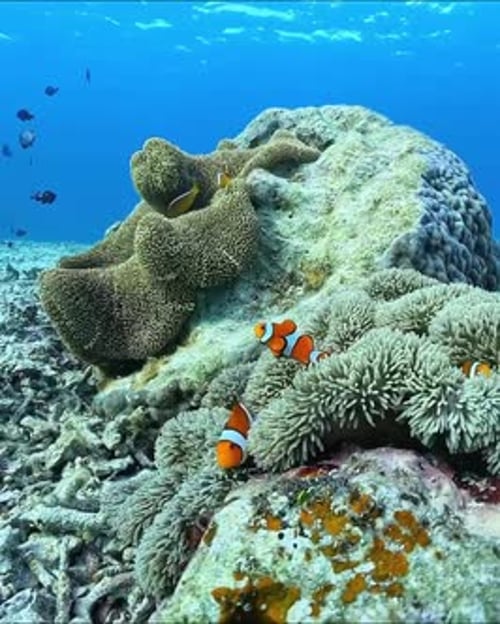 Groups of clownfish live together among coral reefs and anemones.