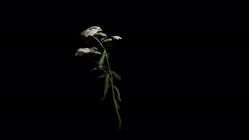 Achillea Millefolium Flower Swaying In Summer And Spring Wind, Realistic Animation