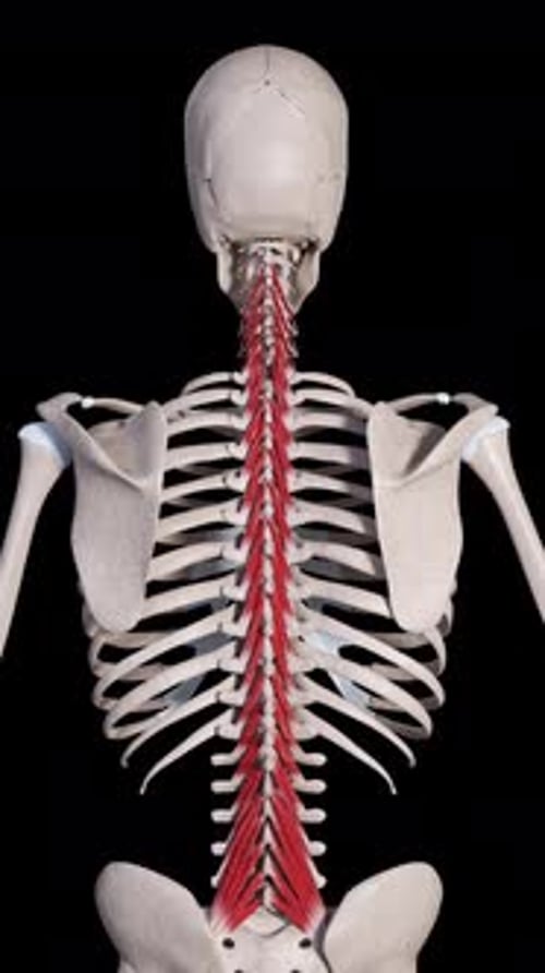 Multifidus Muscle Movement Back View Vertical Video