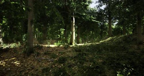 Sunlight Filters Through a Tranquil Forest Surrounded By Lush Greenery