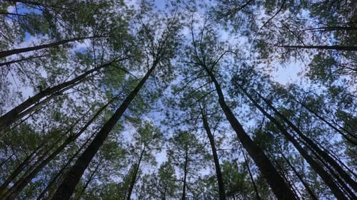 Establish the atmosphere in the pine forest