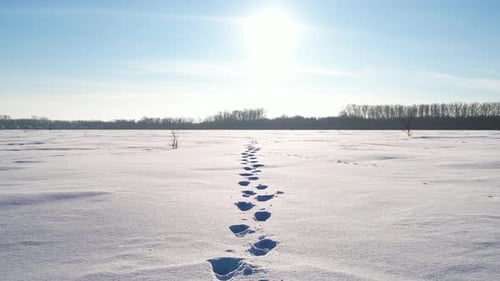 Footprints Leading Through Snow On A Sunny Day