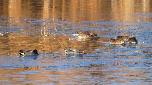 Eurasian Teal Feeding In A Frozen Lake