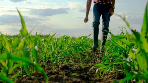 Male Farmer in a Corn Field Selective Focus